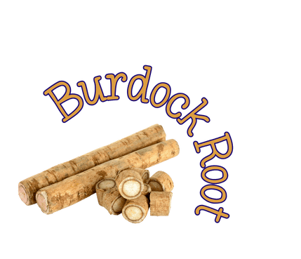 Burdock Root burdock root